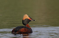 Klass: Aves Underklass: Neognathae Överordning: Neoaves Klad: Mirandornithes? Ordning: Podicipediformes Familj: Podicipedidae Släkte: Podiceps