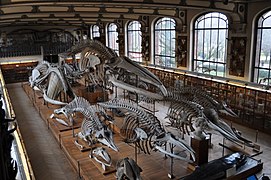 Half of the Gallery of Comparative Anatomy, ground floor of the building.