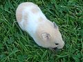 Hamster crème marquage bande blanche (raté)