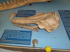 Skull cast of Hemisyntrachelus cortesii