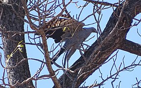 Madagascan harrier-hawk near Mahaboboka