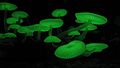 Den bioluminiscente Mycena chlorophos vokser i subtropisk Sydøst-Asien, Australien og Brazilien