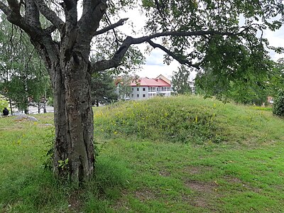 Ett fint gammalt knotigt träd framför en gräsbeklädd kulle. I bakgrunden en modernare byggnad.