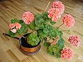 Garden geranium (Pelargonium x hortorum)