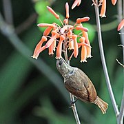 Chalcomitra senegalensis lamperti