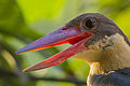 Stork-billed Kingfisher in Baranagar