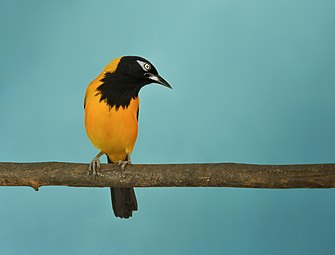 Icterus icterus