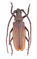Aegosoma scabricorne (Scopoli, 1763) ♂