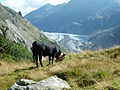 Eringerrind beim Aletschgletscher