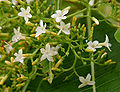 Flowers in Hyderabad, India.