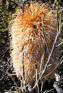 A hairy-looking orange-brown cylindrical flower spike is nestled among needle-like foliage.