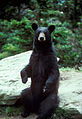 Ameriški črni medved (Ursus americanus)