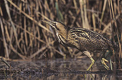 Lielais dumpis (Botaurus stellaris)