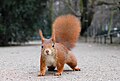 en:Cumbria_Way, en:Red_Squirrel, en:List_of_sub-national_animals, ...