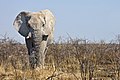 en:Elephant, en:African_elephant, en:Etosha_pan, ...