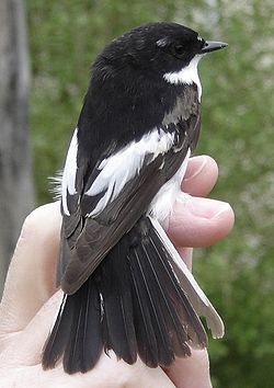 Kirjosieppo (Ficedula hypoleuca)