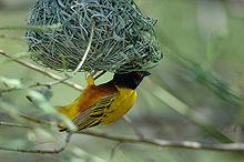 黒い頭をした黄色のハタオリドリが、草の葉を編んで作った巣に逆さまにぶら下がっている。