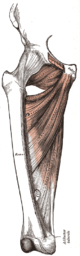 Musculus adductor longus