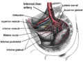 Thumbnail for Internal pudendal artery