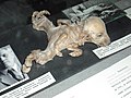 En sterkt deformert grisunge utstilt ved Український національний музей "Чорнобиль", Ukrainas nasjonale Tsjornobyl-museum som ble etablert i Kyiv i 1992. Foto: Vincent de Groot.