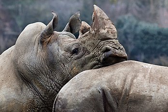 Rhinocéros du zoo de Beauval (Centre-Val de Loire). (définition réelle 3 000 × 2 000)