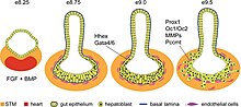 Liver bud morphogenesis..jpg