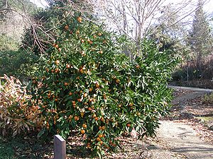 Madlunsia Mandariin (Citrus × deliciosa)