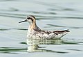 Image 111Red-necked phalarope at the Jamaica Bay Wildlife Refuge