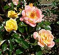 Rose 'Laura Ford' (Warner 1989), graines 'Anna Ford' 1980; pollen 'Elizabeth of Glamis' x ('Galway Bay x Sutter's Gold')