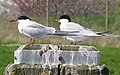 Küszvágó csér (Sterna hirundo)