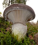 Gomphidius glutinosus Gomphidiaceae