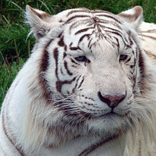 Tigre blanc au zoo d'Amnéville