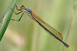 Austrolestes cingulatus (femelle).