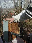 Usando uma soprador para remover abelhas nos caixilhos