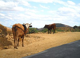 Photo couleur de bovins divagant sur un parking au bord d'une route.