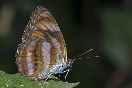 Athyma inara ino