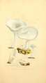 Strmuľka vosková, kresba z knihy Coloured Figures of English Fungi or Mushrooms od Jamesa Sowerbyho