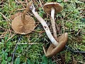 !Cortinarius fulvescens!