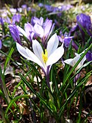 Crocus