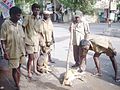 Capture de chiens par les employés d'état, 2009 en Inde