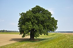 Eiche bei Graditz (von Rainer Lippert)