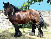 A standing horse