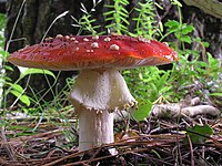 Muŝfungo (science ankaŭ muŝamanito, Amanita muscaria)