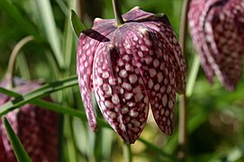 Flor tesselada da Fritillaria meleagris, Fritillaria meleagris