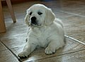 Szczenię rasy Golden Retriever (a konkretnie suczka, córka Cofiego).