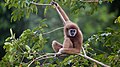 9. Fehérkezű gibbon (Hylobates lar) a thaiföldi Kaeng Krachan Nemzeti Parkban Phetcsaburi közelében (javítás)/(csere)