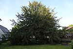 Eibe (Taxus baccata)