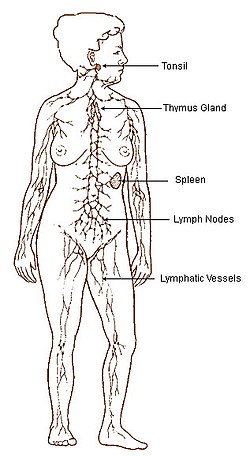 Obrázek zobrazující lymfatickou soustavu. Shora dolů: mandle, žláza brzlíku, slezina, mízní uzliny, mízní cévy