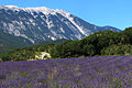 Mont Ventoux và cánh đồng oải hương