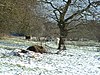 [Church Farm Marshes